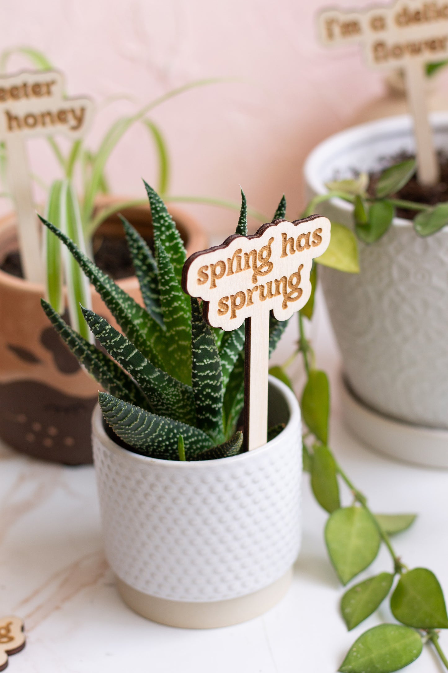 Gifts for Plant Lovers