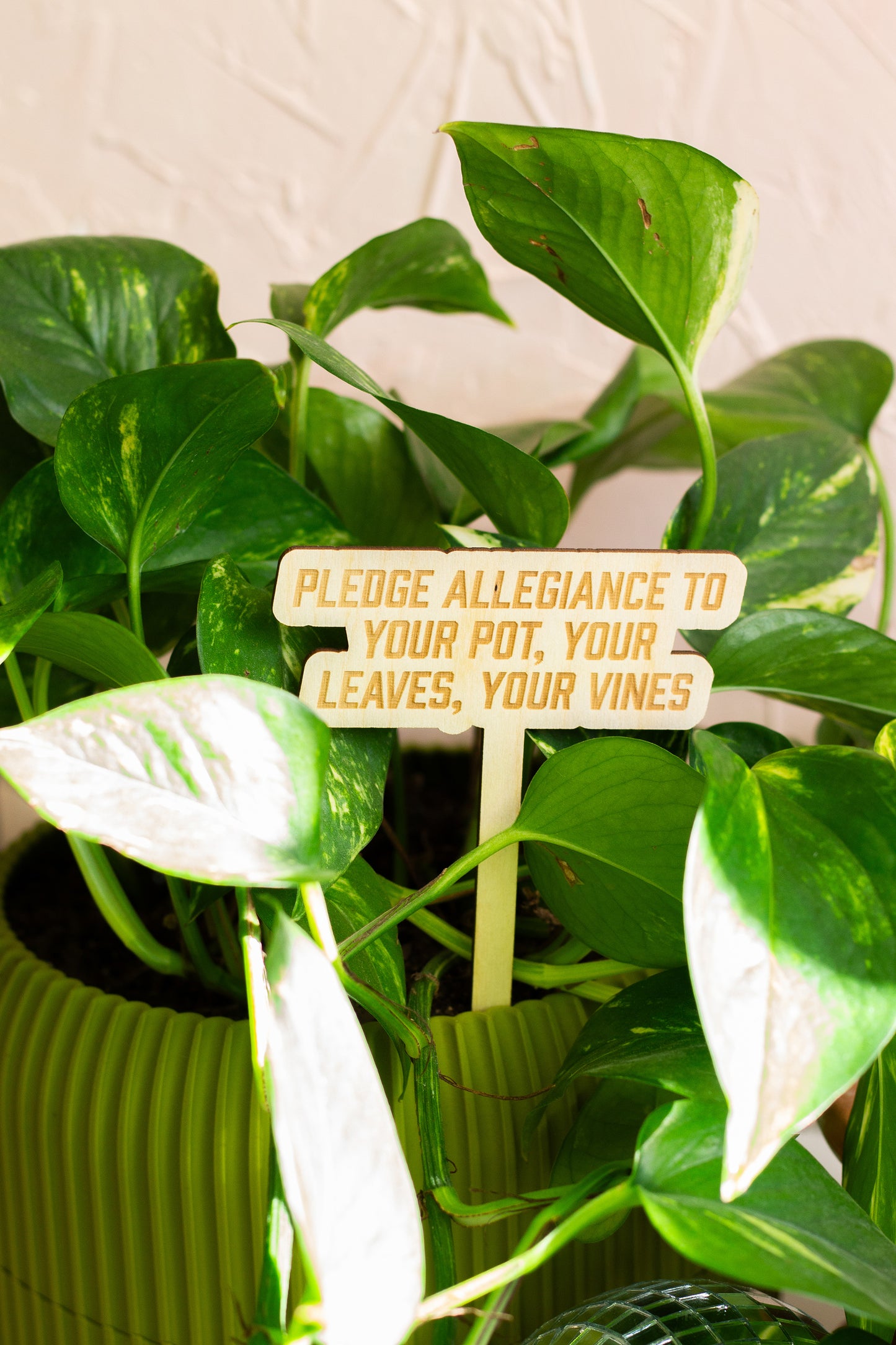 Potted plant with a wooden sign inside it, against a neutral background