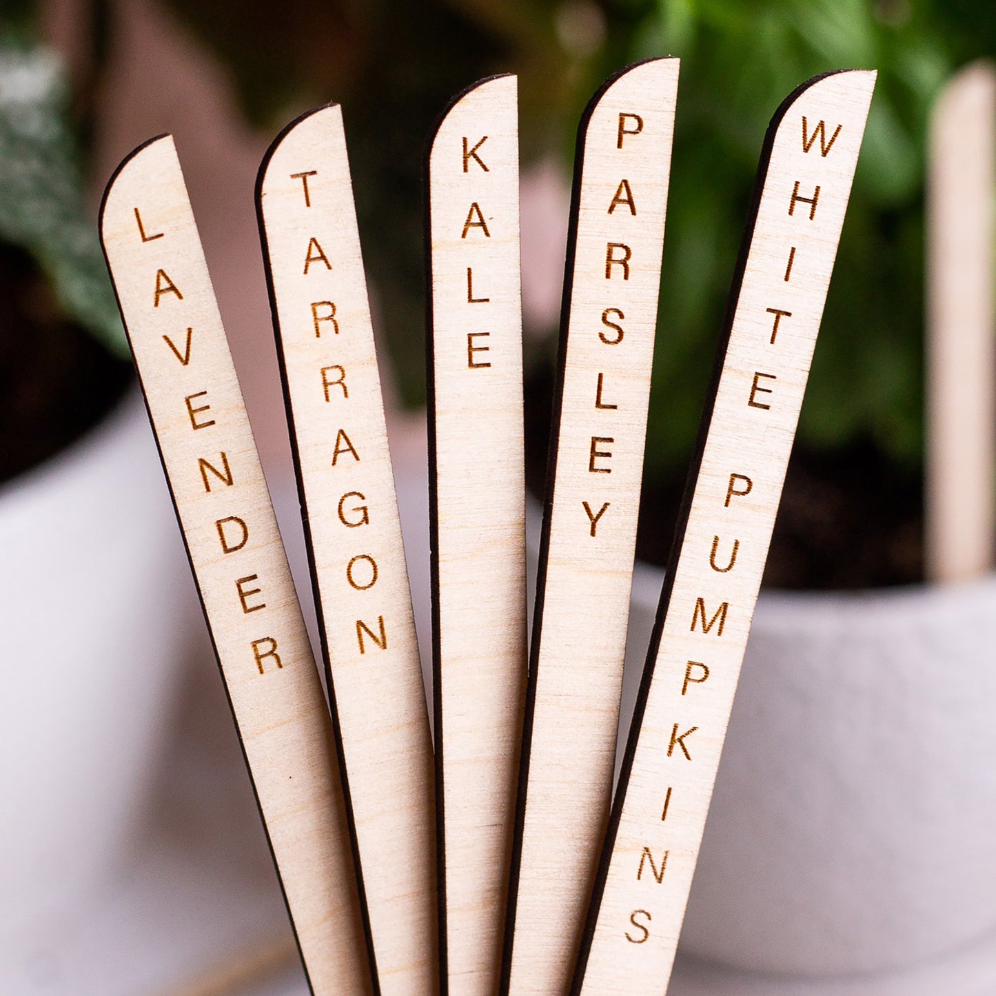Minimal Wooden Plant Markers